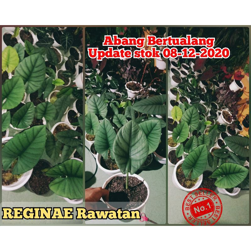 Jual Tanaman Alocasia Reginae Rawatan Alokasia Regina Rawatan Murah