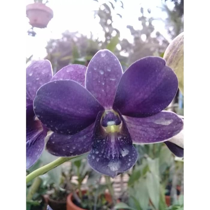 Jual Dendrobium Bidadari Biru Shopee Indonesia