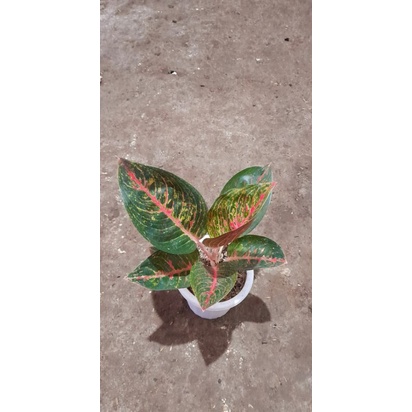 Jual Aglaonema Adelia Shopee Indonesia