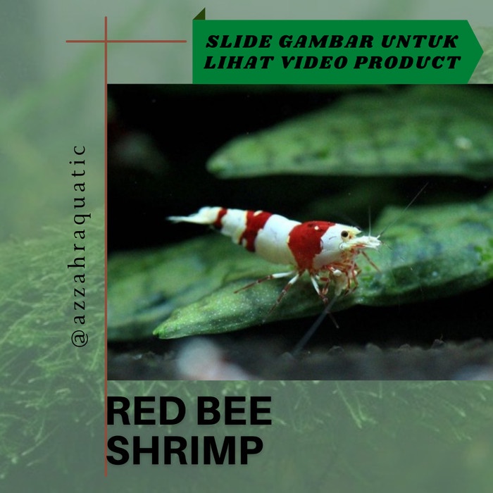 Jual Hiasan Aquarium Udang Redbee Red Bee Black Bee Shopee Indonesia