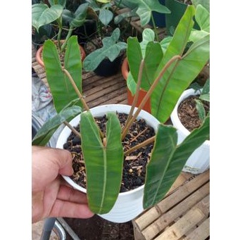 Jual Tanaman Hias Philodendron Billietiae Philo Kabel Busi Ory