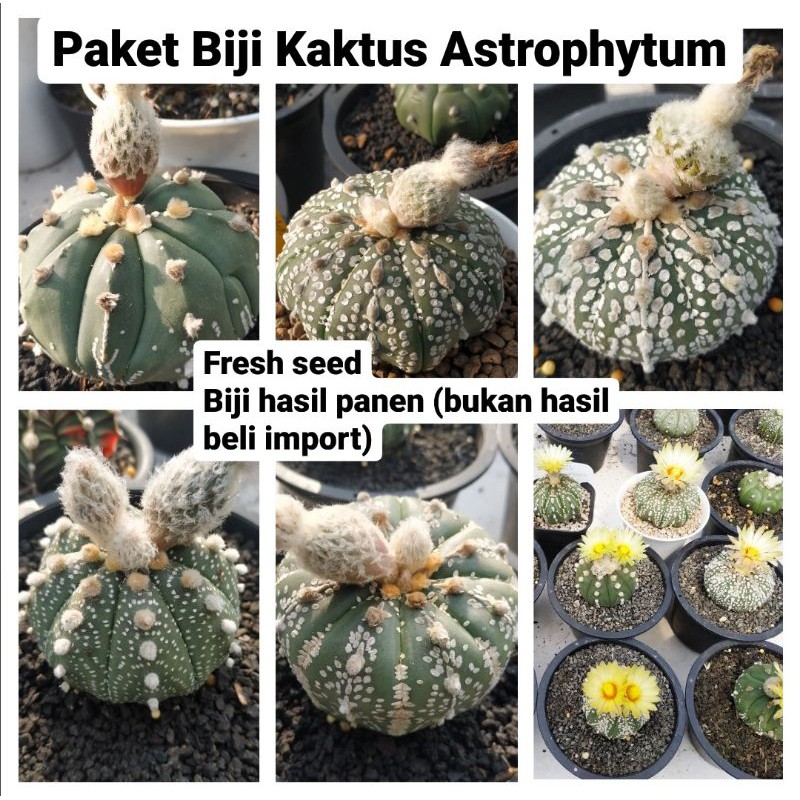 Jual Paket Biji Kaktus Tanpa Duri Bunga Cantik Astrophytum Asterias