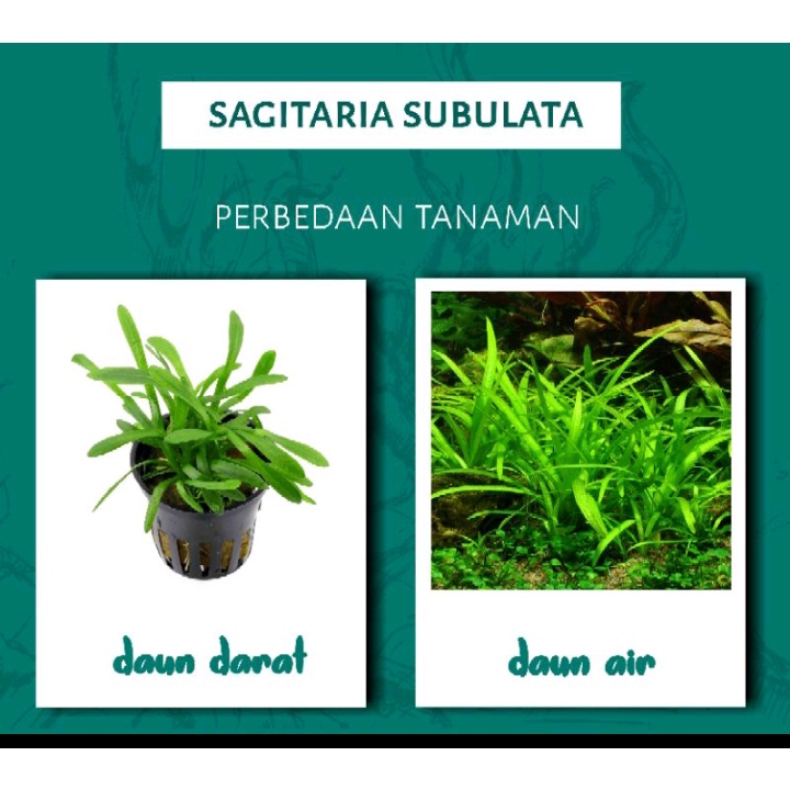 Jual Sagitaria Subulata Dwarf Isi 3 Batang Tanaman Aquascape