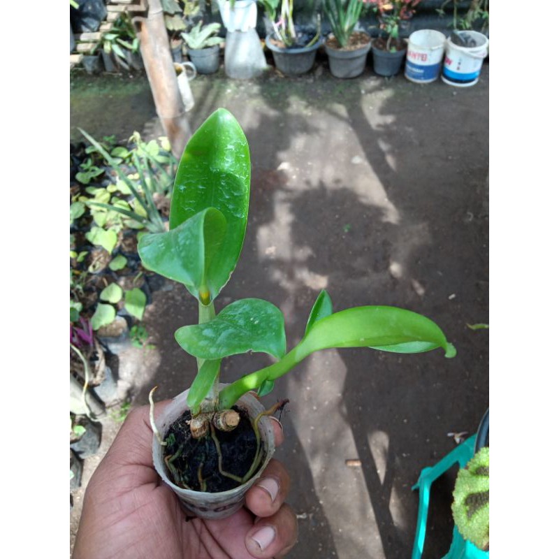 Jual Anggrek Dendrobium Seedling Kriting Melintir Usia Bulan