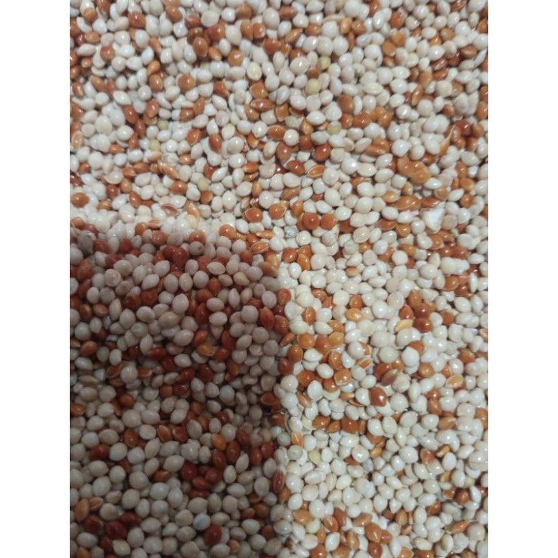 Jual MILET CAMPUR PUTIH DAN MERAH KILOAN 1KG Shopee Indonesia