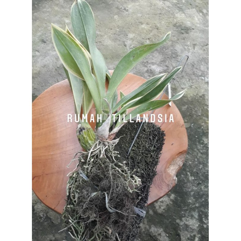 Jual Anggrek Grammatophyllum Scriptum Varigata Shopee Indonesia