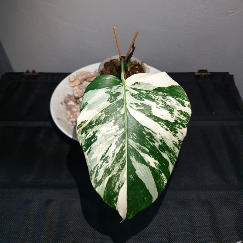 Jual Monstera Varigata Monvar White Tiger Marble Variegata Shopee