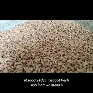 Jual Maggot Magot Bsf Hidup Fresh Gr Pakan Burung Dan Ikan Shopee