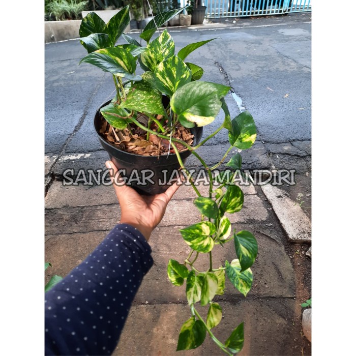 Jual Tanaman Gantung Sirih Gading Hijau Pot Shopee Indonesia