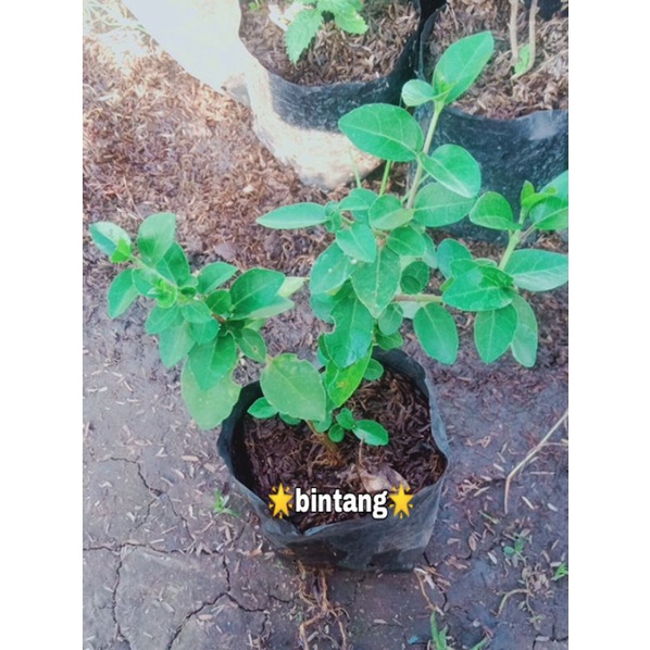 Jual Bibit Tanaman Sancang Hijau Bahan Bonsai Shopee Indonesia