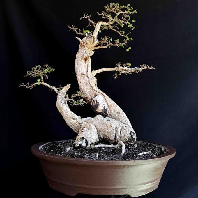 Jual Bonsai Pohon Serut Tanaman Hias Tua Unik Cocok Buat Koleksi Dan