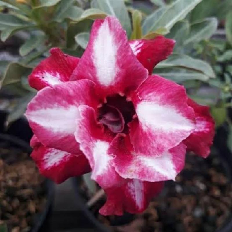 Jual Bibit Adenium Kamboja Jepang Bunga Tumpuk Flame Merah Shopee