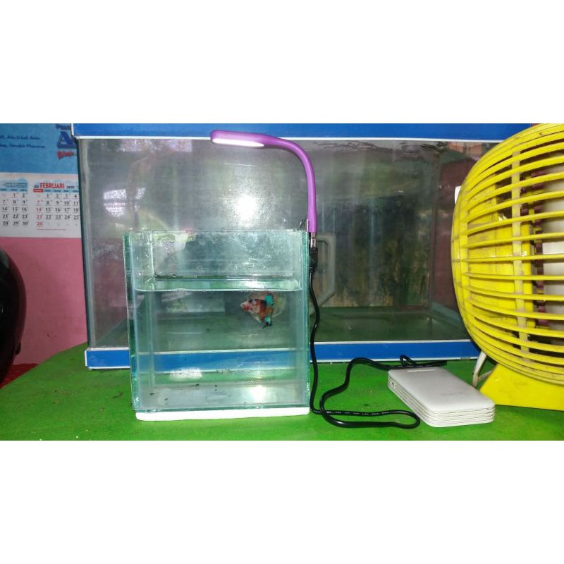 Jual Lampu Led Buat Soliter Aquarium Cupang Siyem Shopee Indonesia