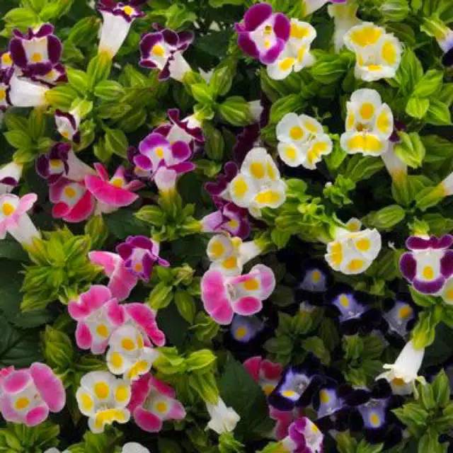 Jual Tanaman Hias Bunga Torenia Mata Kucing Shopee Indonesia