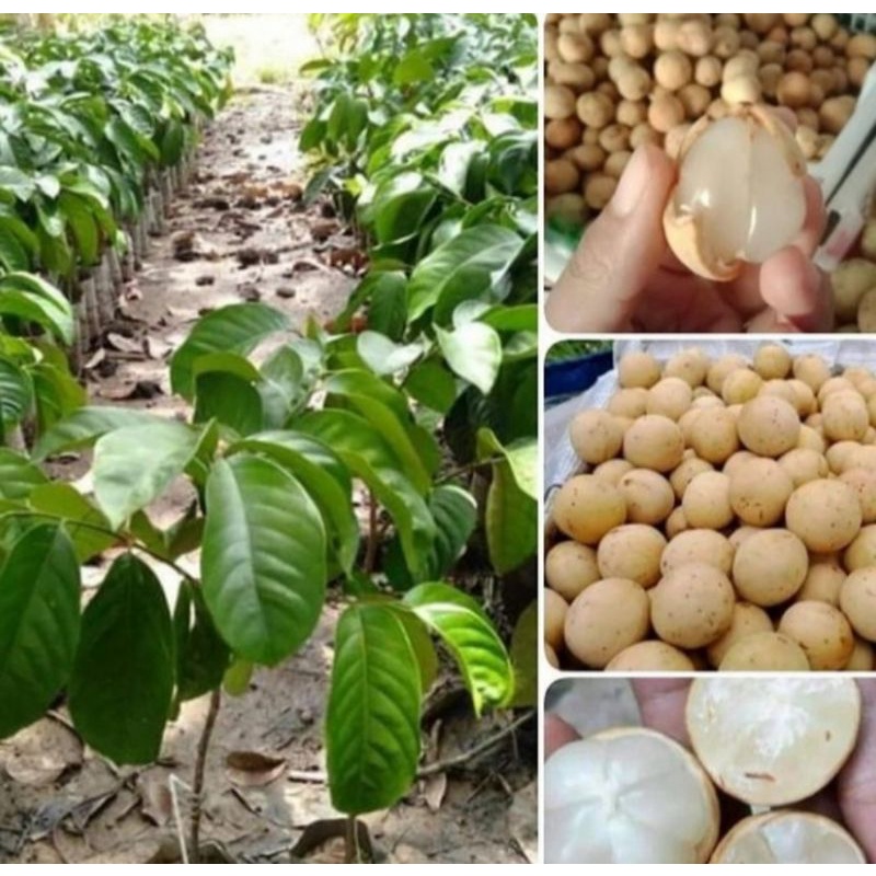 Jual Bibit Pohon Duku Tanaman Buah Dukuh Shopee Indonesia