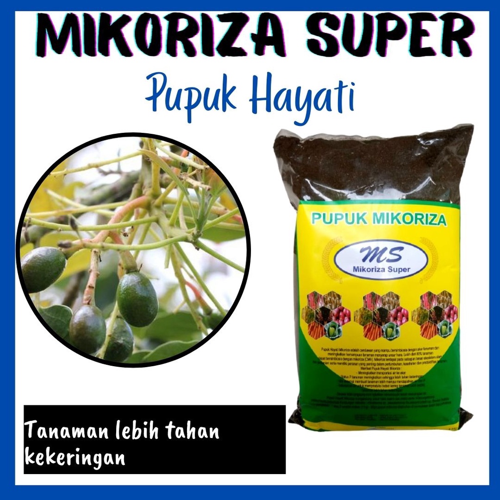 Jual Pupuk Pemicu Pembungaan Alpukat ORGANIK Pupuk Mikoriza Super