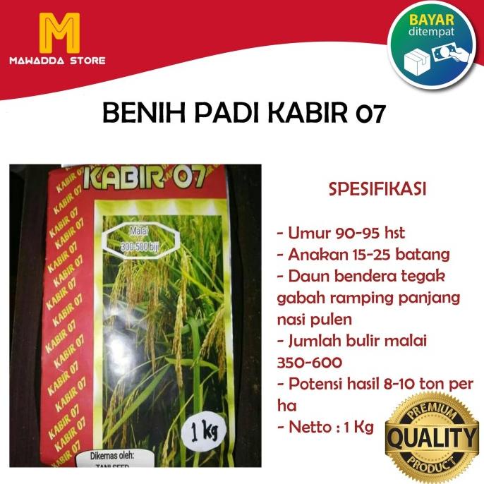 Jual Bibit Padi Kabir Benih Unggul Kg Shopee Indonesia