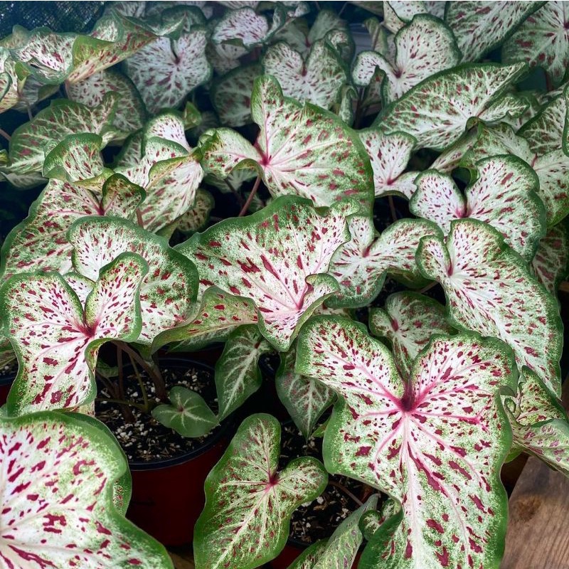 Jual Caladium Gingerland Tanaman Hias Keladi Gingerland Tanaman Keladi