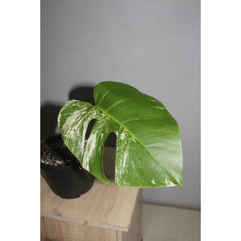 Jual Monstera Variegata White Tiger Marble Sudah Ada Daun Shopee