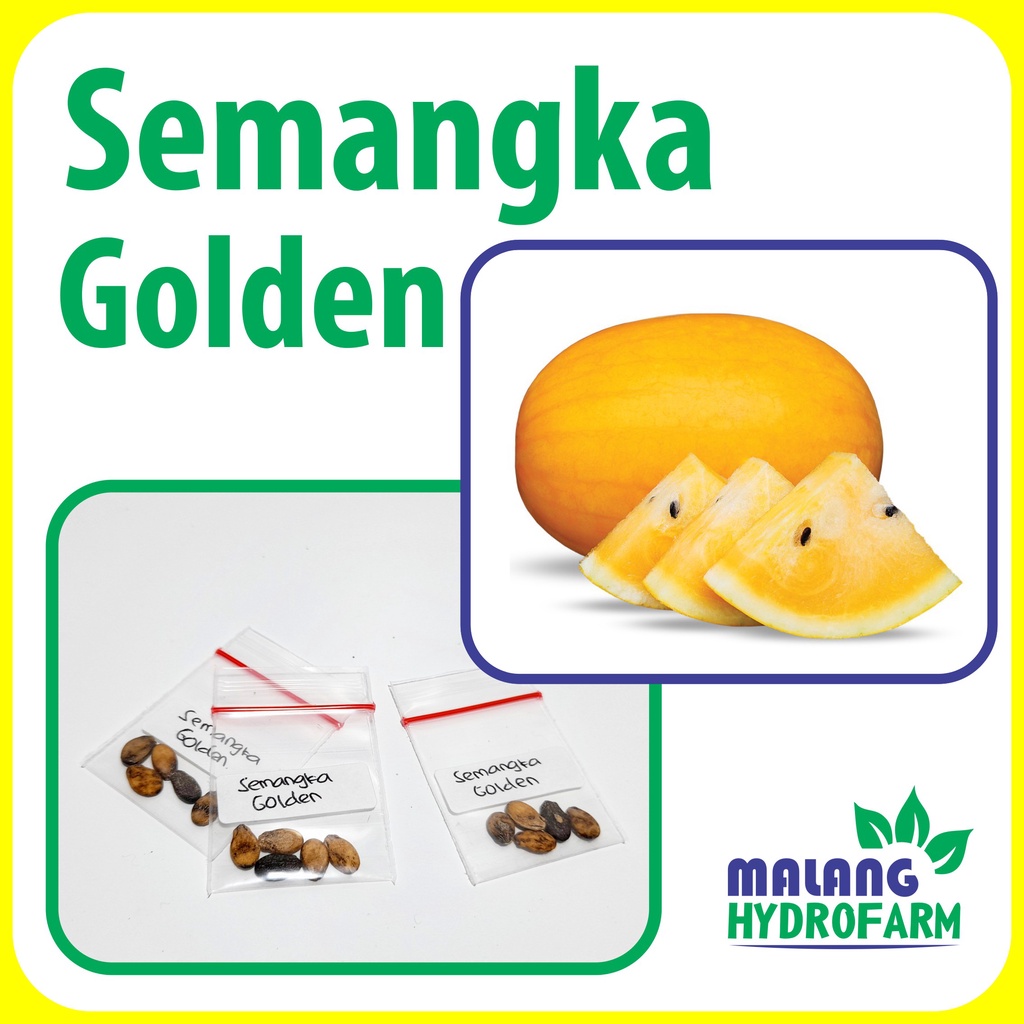 Jual Benih Semangka Golden Unggulan Kuning Berkualitas Biji Bibit