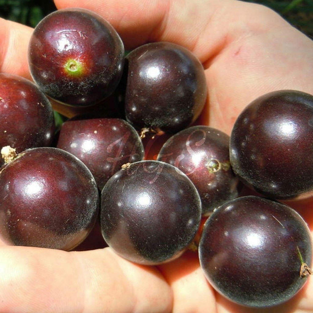 Jual Bibit Tanaman Anggur Pohon Brasil Jaboticaba Shopee Indonesia