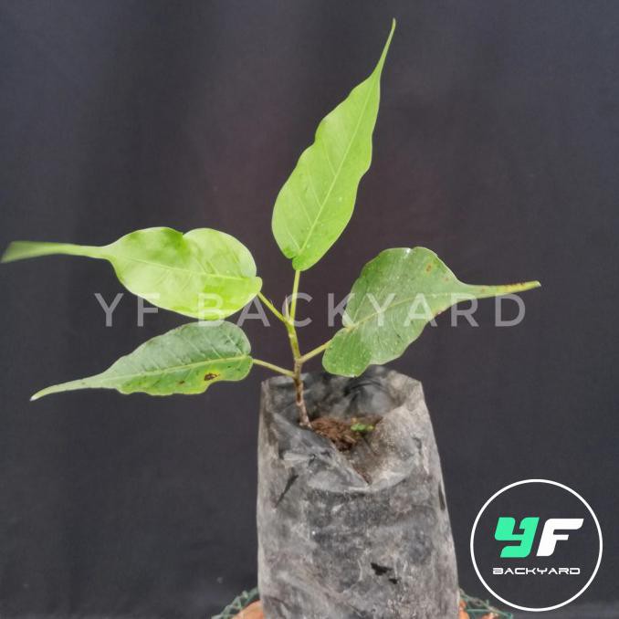 Jual Ficus Religiosa Ficus Bodhi Bodhi Bibit Bonsai Shopee