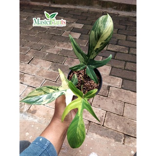 Jual Philodendron Flobe Variegata Daun Florida Beauty Varigata