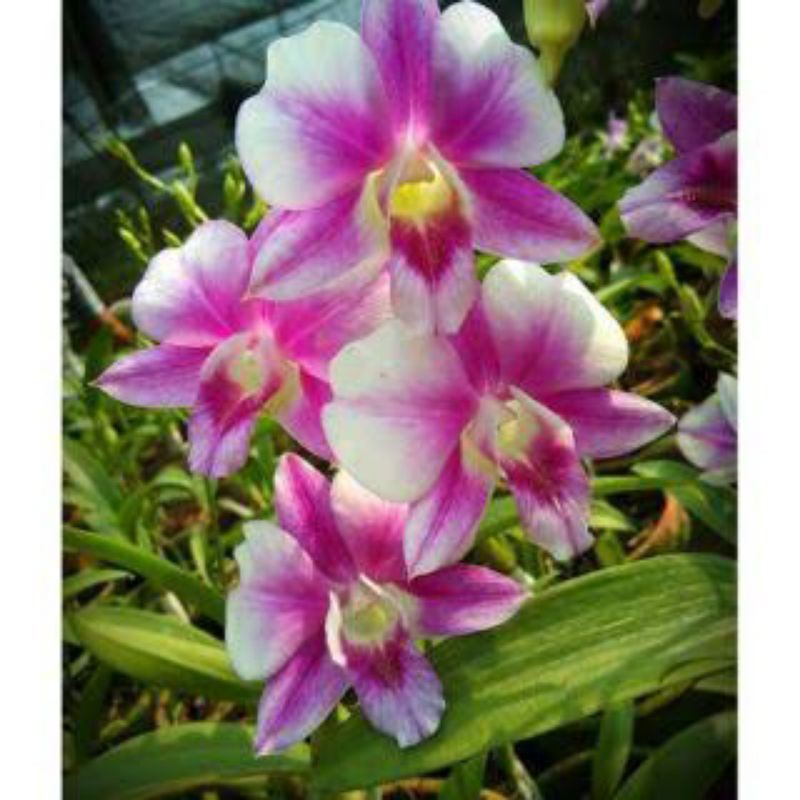 Jual Anggrek Dendrobium Pure Splash Shopee Indonesia