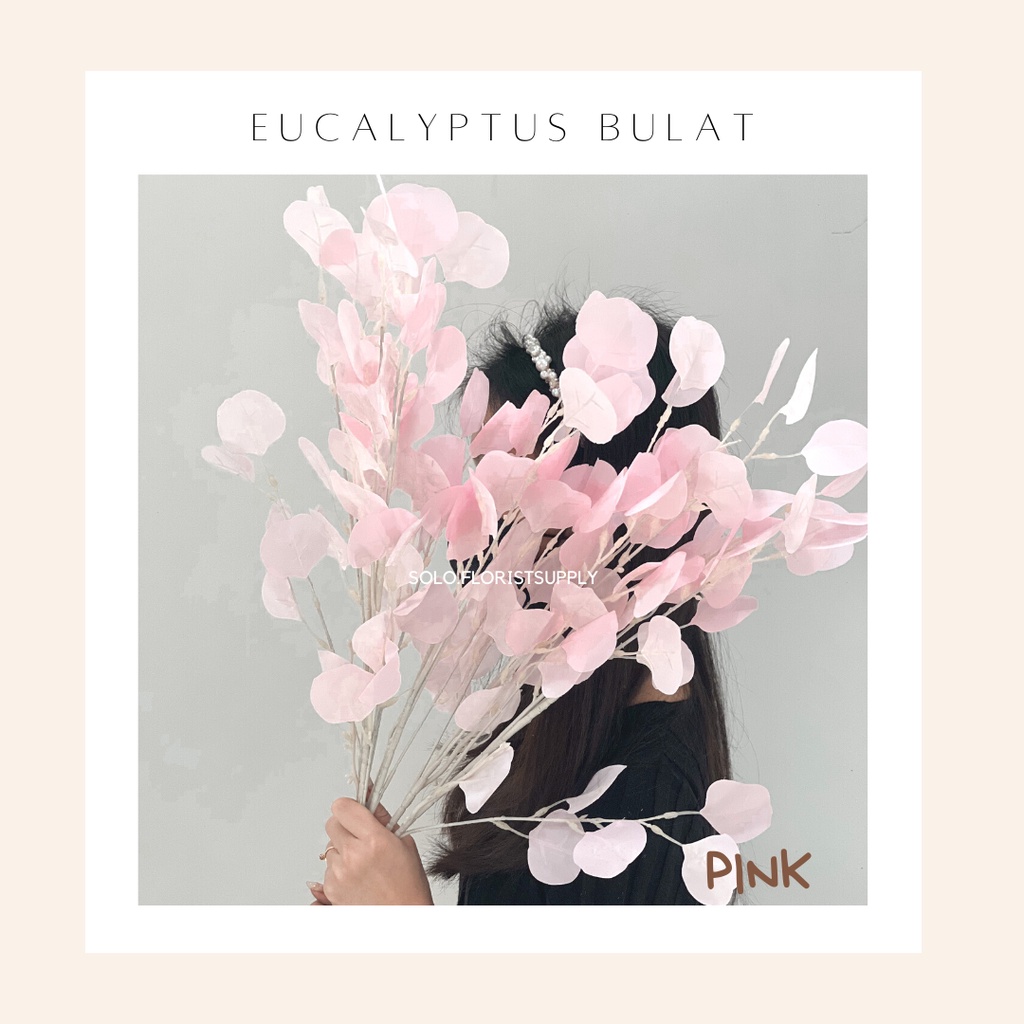 Jual New Eucalyptus Bulat Apple Flower Silver Dolar Leaves Daun