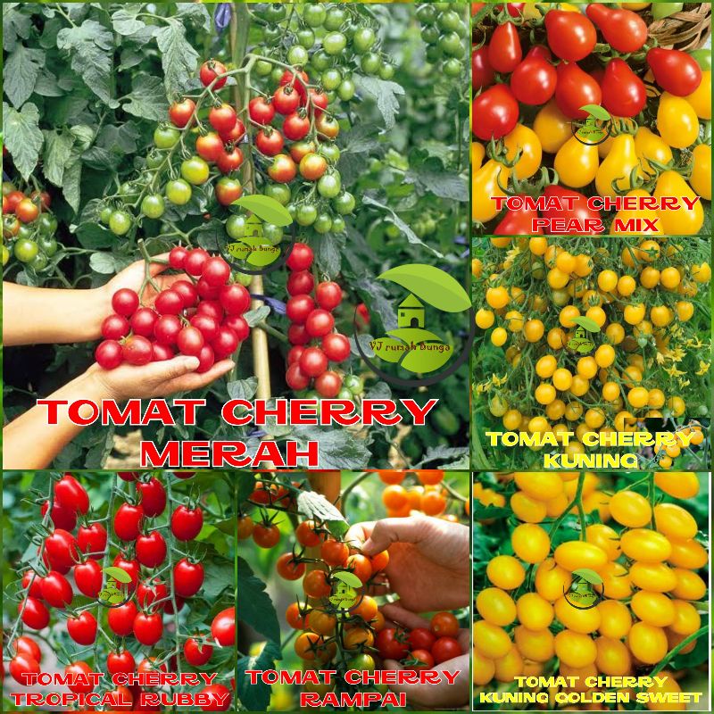 Jual Benih Tomat Cherry Merah Manis Cherry Tropical Ruby Cherry Rampai