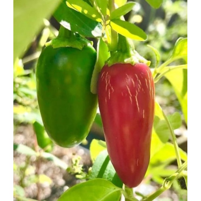 Jual 5 Benih Cabe Jalapeno Bibit Cabai Super Pedas Shopee Indonesia