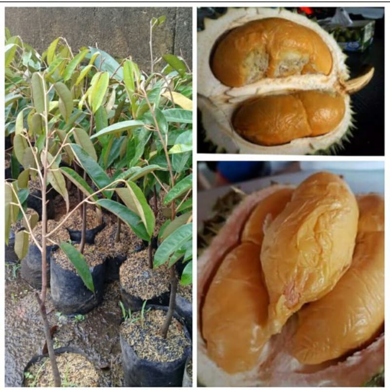 Jual Bibit Durian Duri Hitam Oche Okulasi Berkwalitas Shopee Indonesia