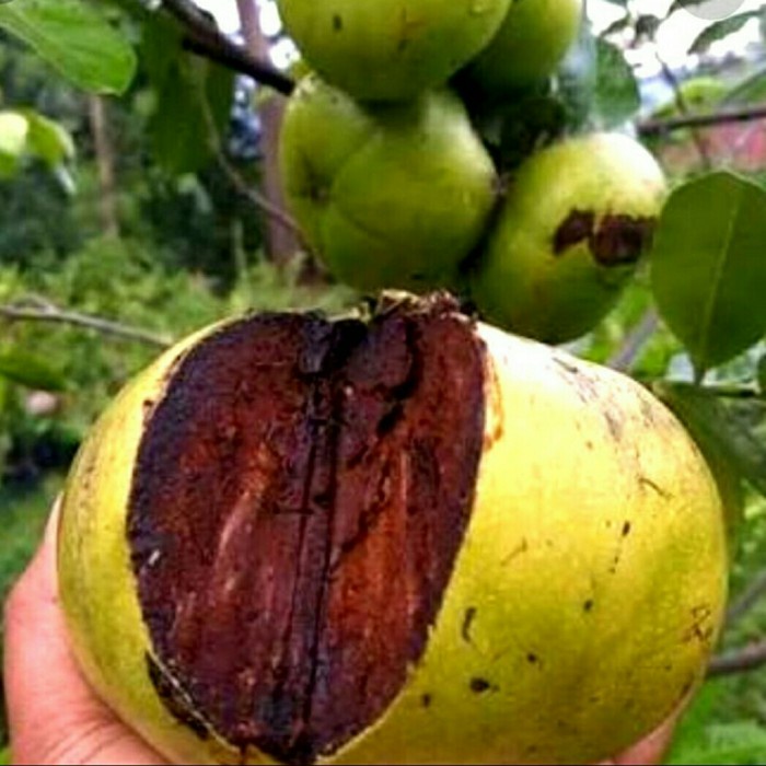 Jual Bibit Buah Black Sapote Giant Mexico Jumbo Okulasi Sawo Hitam