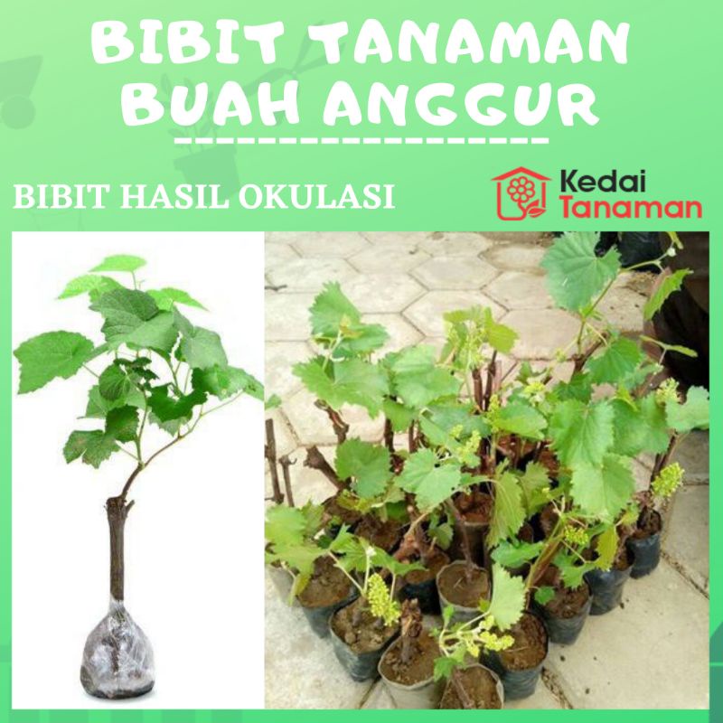 Jual Tanaman Bibit Buah Okulasi Anggur Hidup Cm Macam Macam