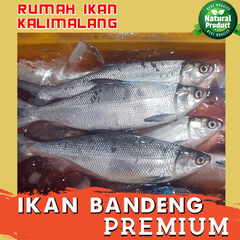 Jual PROMO Ikan Bandeng Besar Segar Ikan Bandeng Fresh Besar