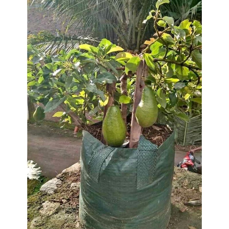 Jual Bibit Tanaman Buah Pohon Alpukat Jenis Aligator Asli Shopee