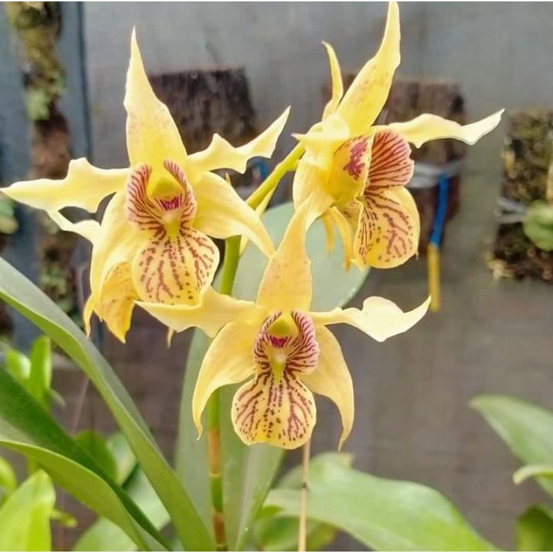 Jual Dewasa Batang Anggrek Dendrobium Macrophyllum Shopee