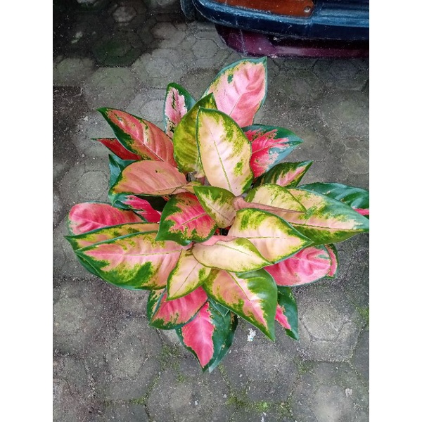 Jual Aglonema Red Kocin Indukan Menor Shopee Indonesia