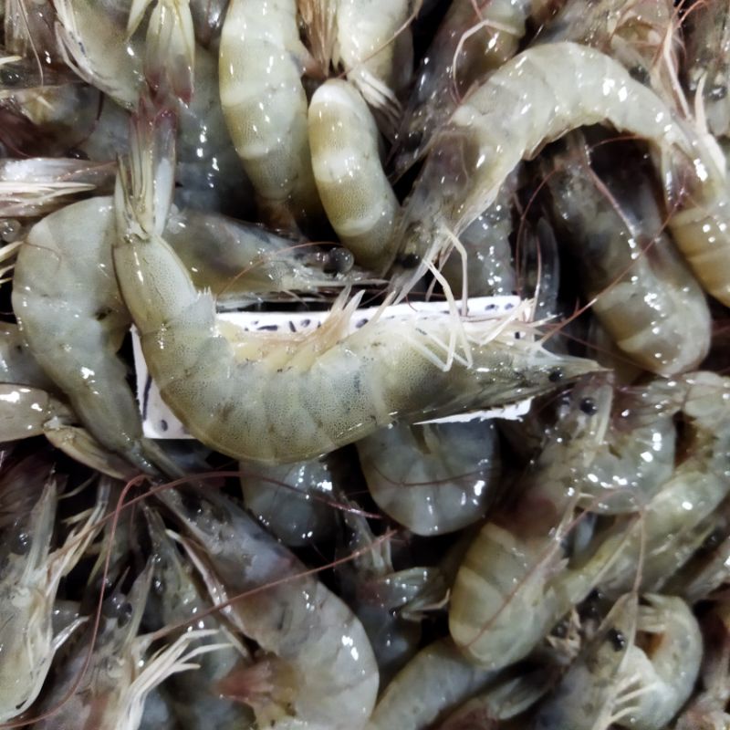 Jual Udang Vaname Segar Kilogram Shopee Indonesia