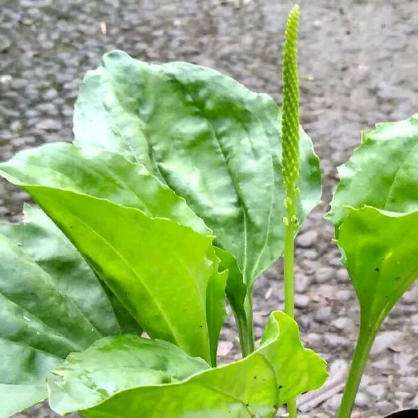 Jual Daun Ki Urat Kiurat Atau Daun Sendok 500 Gram Herbal Shopee