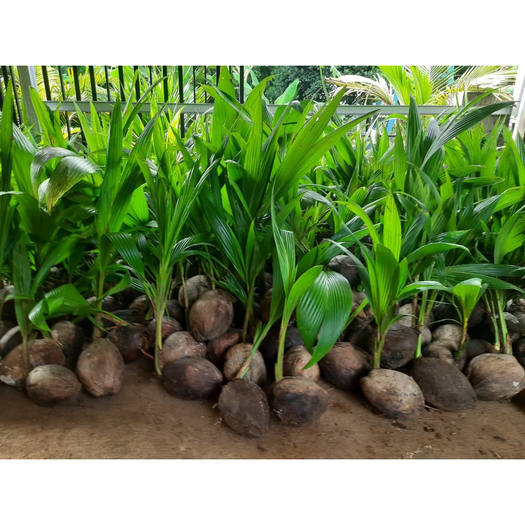 Jual Bibit Kelapa Genjah Hijau Kelaja Ijo Pohon Pendek Shopee Indonesia