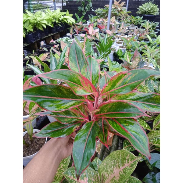 Jual Aglaonema Siam Aurora Rumpun Shopee Indonesia