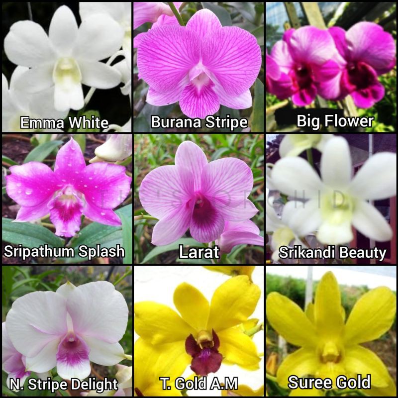 Jual Anggrek Dendrobium Dewasa Bunga Anggrek Dendrobium Dendrobium