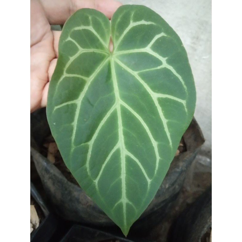 Jual Anthurium Green Mamba X Kuping Gajah Hybrid Tanaman Hias Koleksi