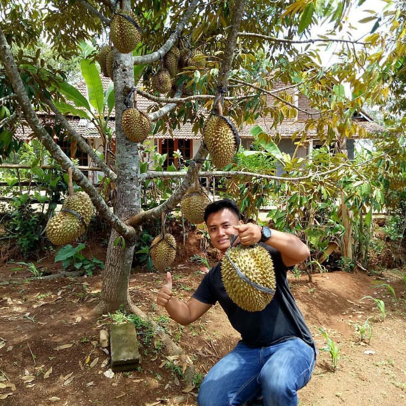 Jual Bibit Durian Kaki Tinggi Meter Up Musangking Bawor Montong