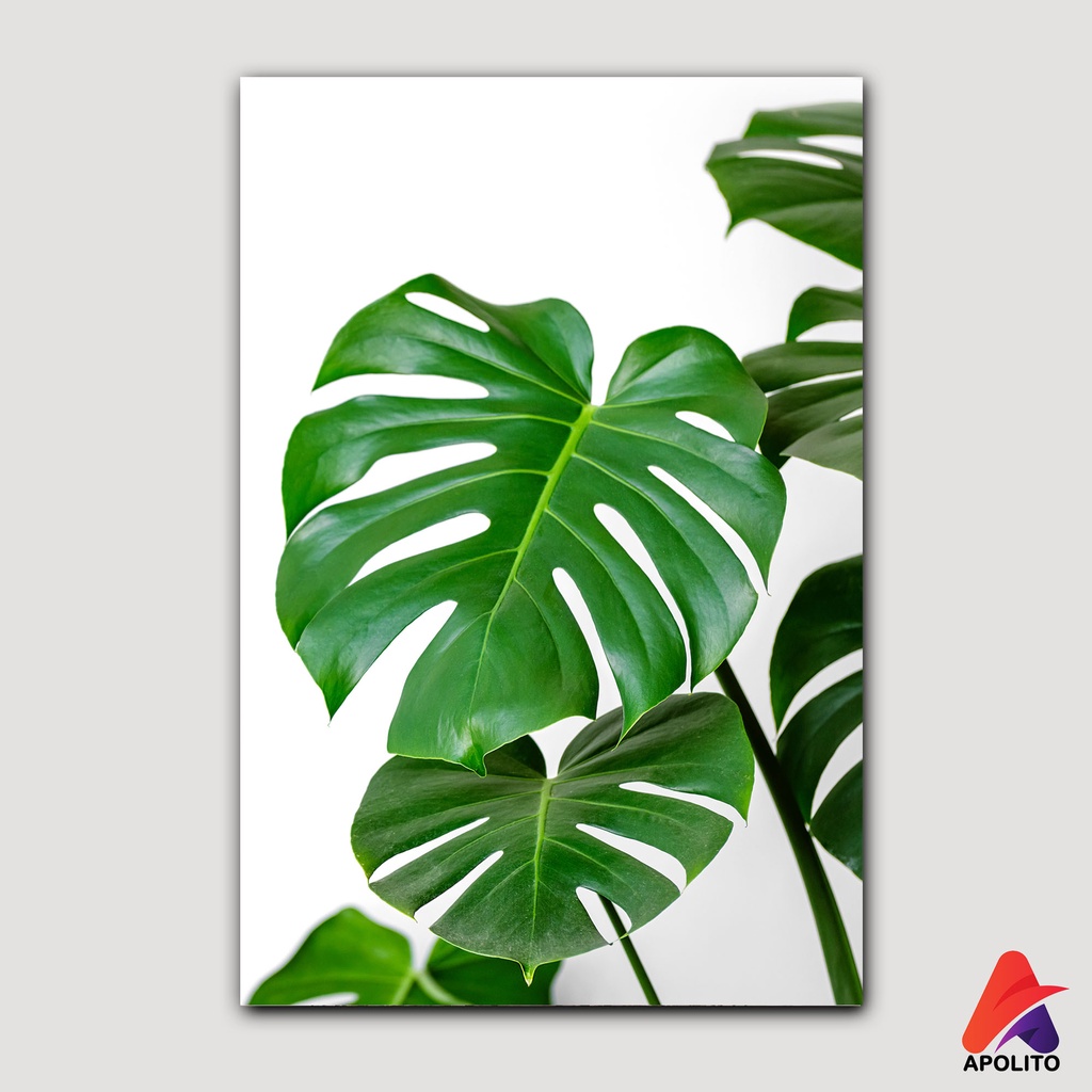 Jual Hiasan Dinding Daun Monstera X Cm Kamar Dekorasi Rumah Wall