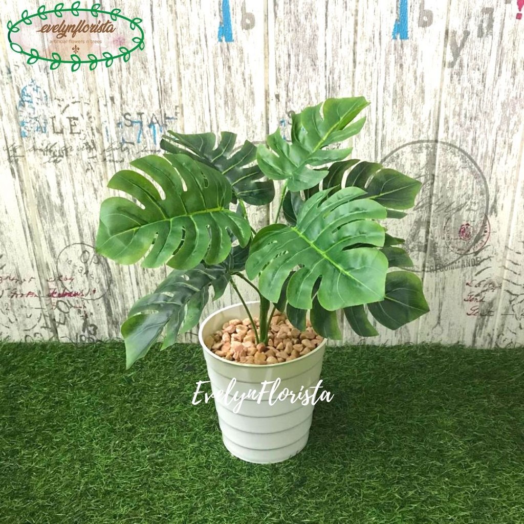 Jual Pohon Artificial Daun Monstera X Latex Pot Ulir Plastik Tanaman