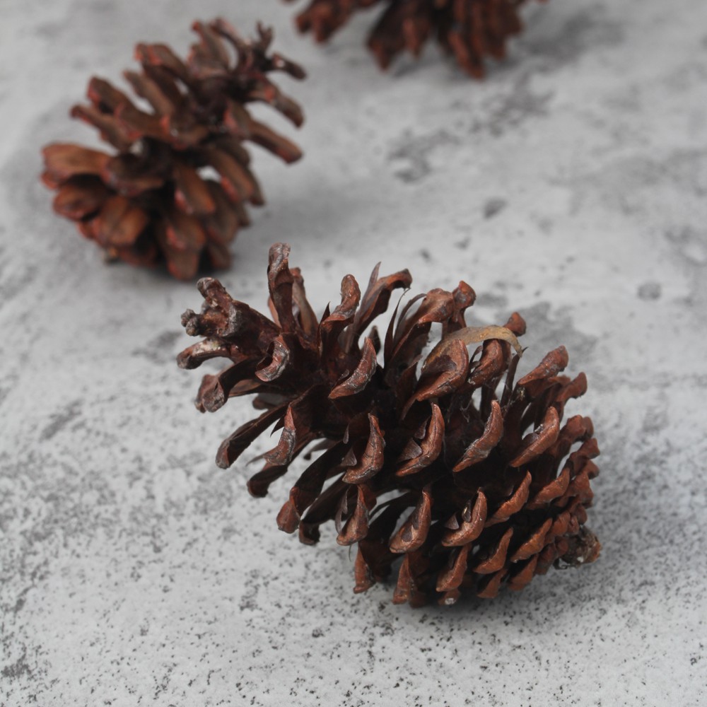 Jual Pine Cone Biji Pinus Kering Buah Pinus Properti Foto