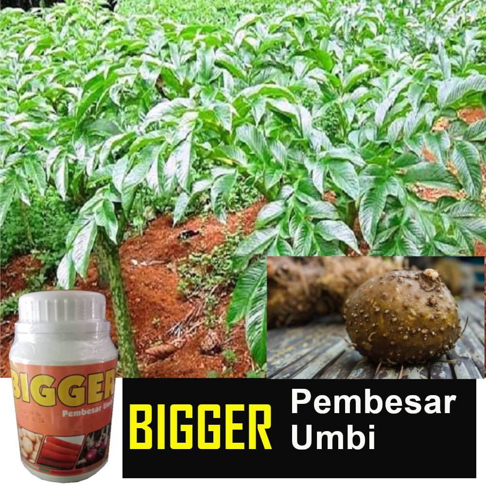 Jual Bigger Gram Booster Umbi Porang Shopee Indonesia