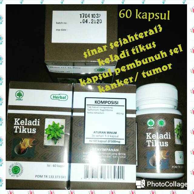 Jual Keladi Tikus Kapsul Pembunuh Sel Kanker Tumor Herbal Original